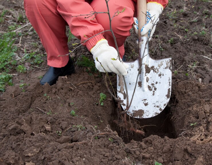 Planting seedlings in a certain garden